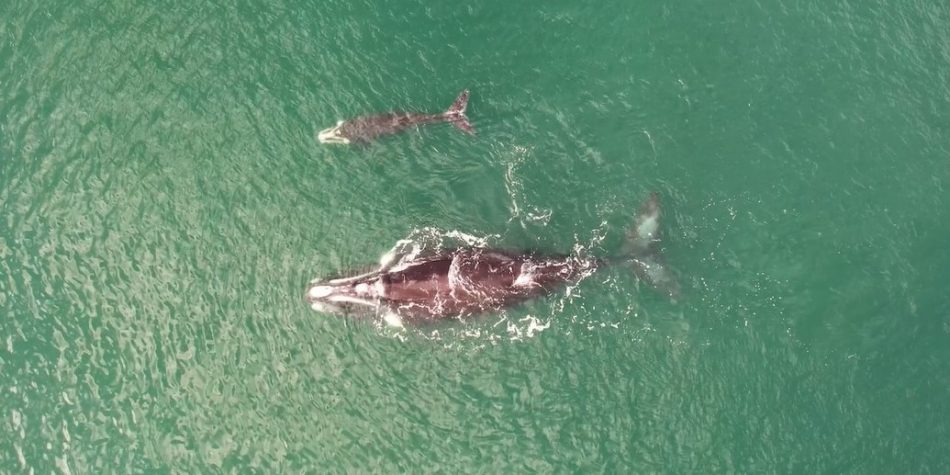APA (ÁREA DE PROTEÇÃO AMBIENTAL DA BALEIA FRANCA)
