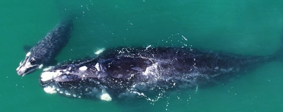 BALEIA-FRANCA – EUBALAENA AUSTRALIS